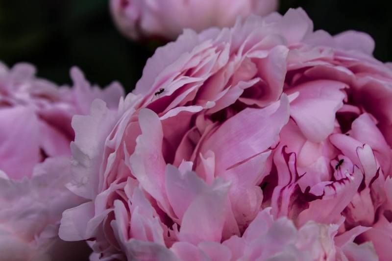 pittsburgh photography