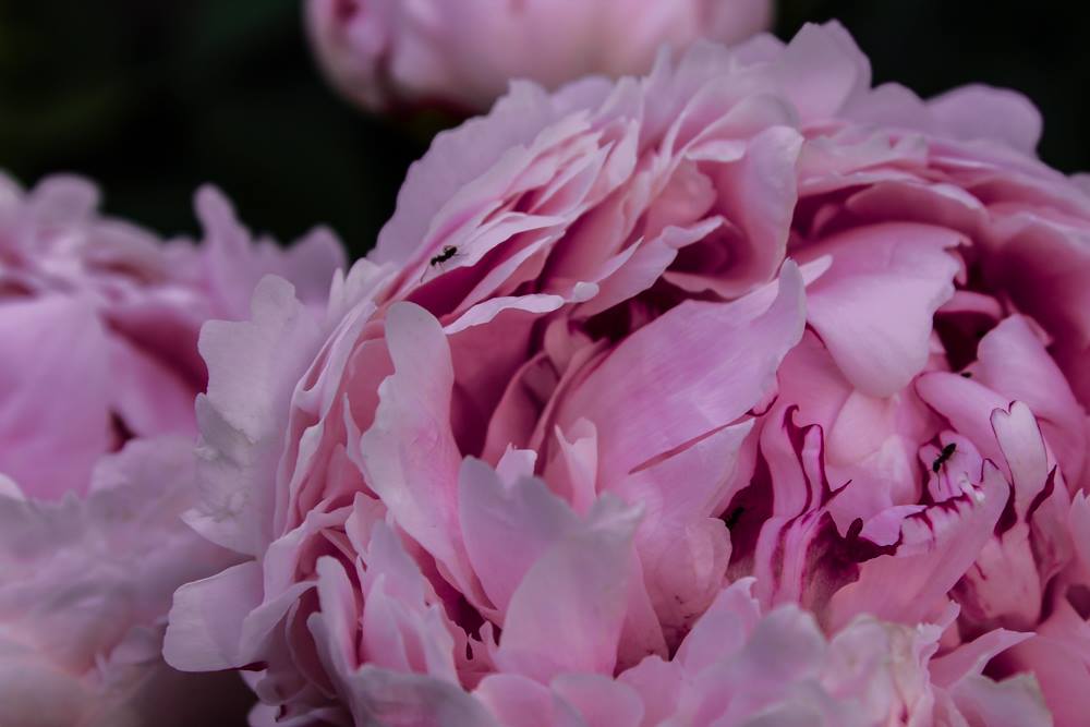 pittsburgh photography